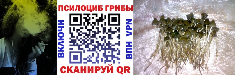 Купить закладки  Дивногорск  Галлюциногенные грибы Psilocybe 